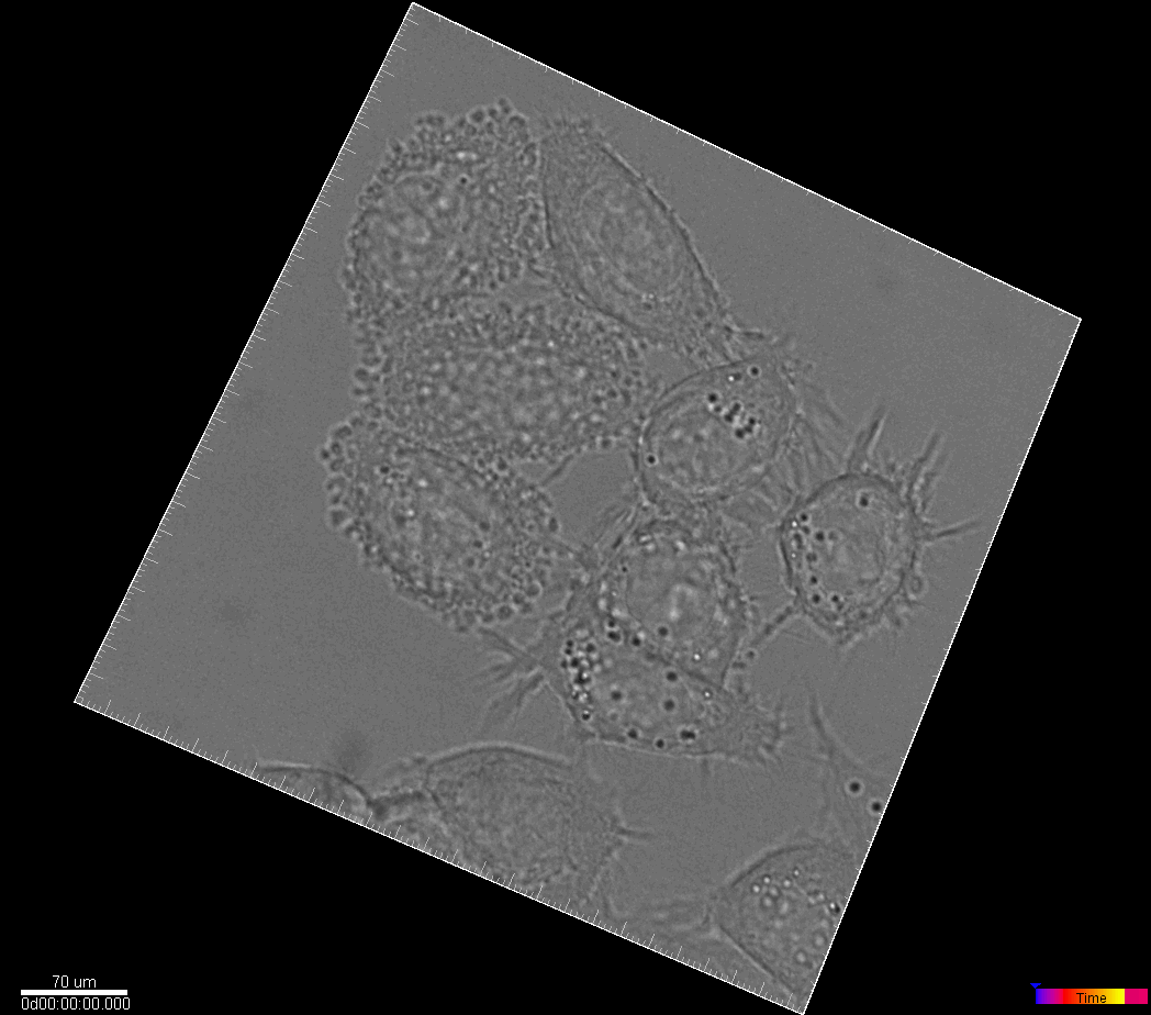 Neural architecture search for microscopy cell segmentation