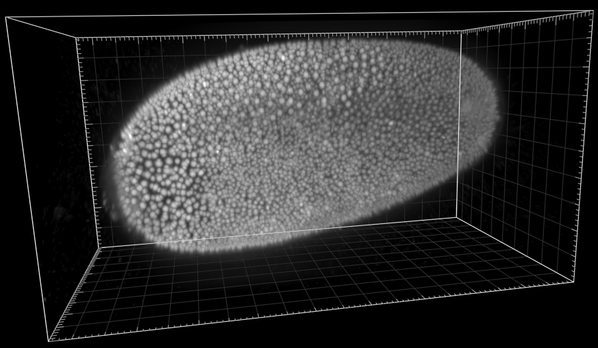 The cell tracking challenge: 10 years of objective benchmarking