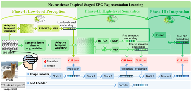 Neuroscience-inspired Staged Representation Learning with Disentangled Coarse-and Fine-Grained Semantics for EEG Visual Decoding