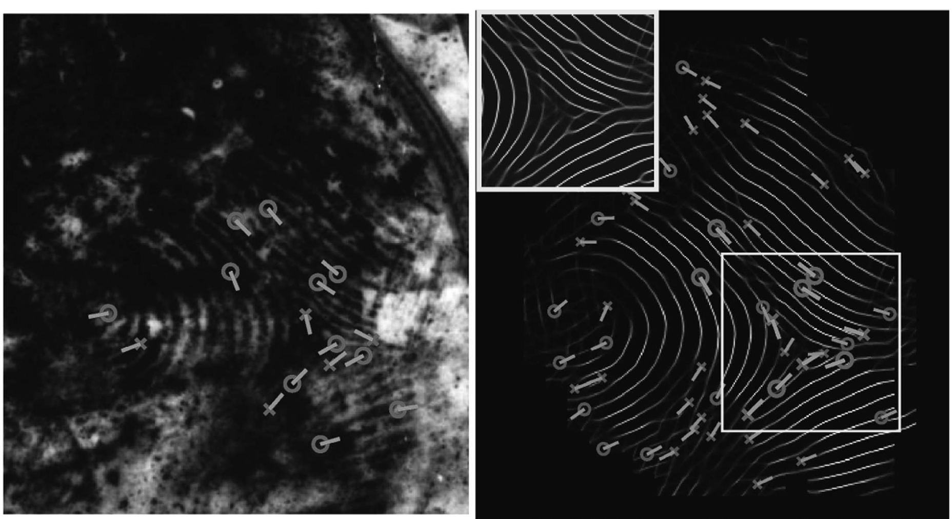 FingerGAN: A Constrained Fingerprint Generation Scheme for Latent Fingerprint Enhancement