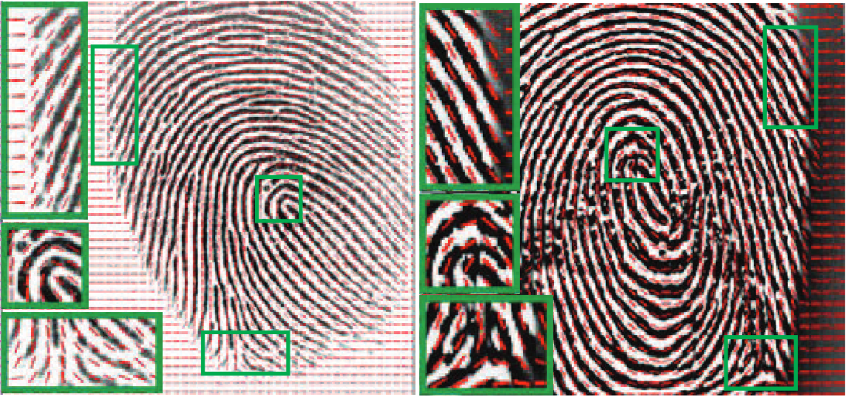 A robust multi-constrained model for fingerprint orientation field construction