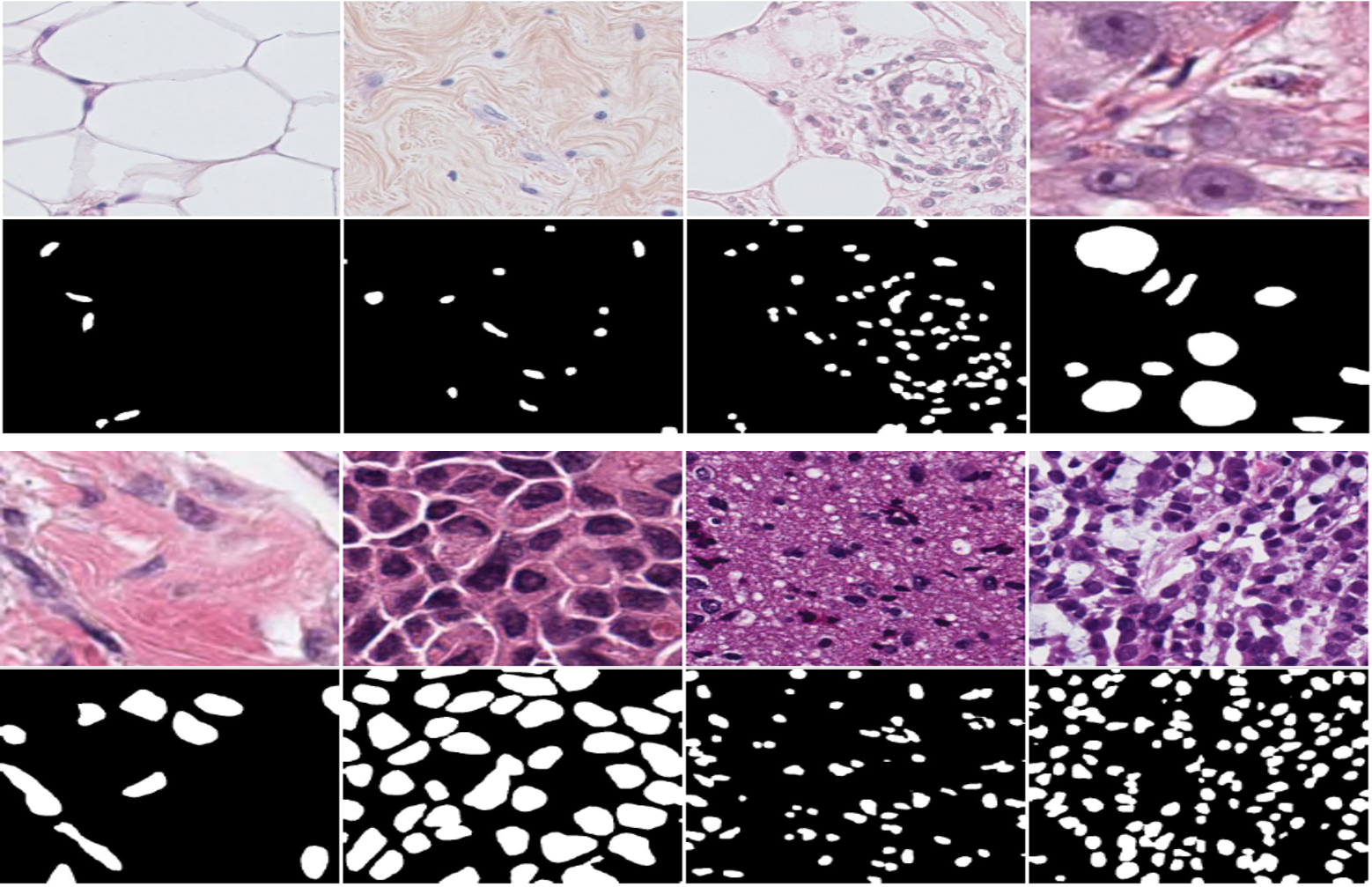Prompt-Free Lightweight SAM Adaptation for Histopathology Nuclei Segmentation with Strong Cross-Dataset Generalization