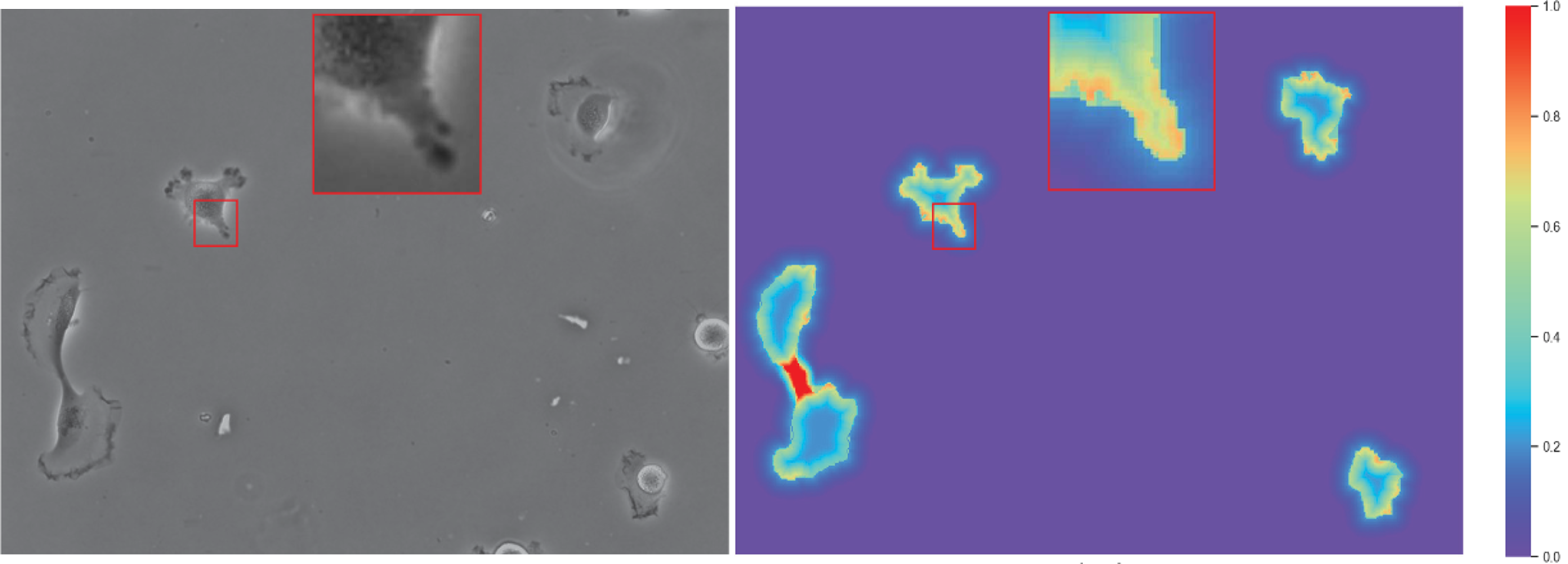 A compound loss function with shape aware weight map for microscopy cell segmentation
